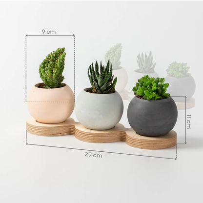 3 Piece Concrete Pot With Wooden Table